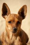 Head Of Domestic Dog Stock Photo