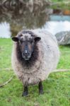 Close Up Face Of  New Zealand Merino Sheep In Rural Livestock Farm Stock Photo