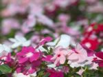 Periwinkle Flower Stock Photo