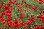 Field Of Poppies In Sussex Stock Photo