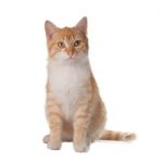 Cat On White Background Stock Photo