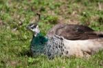 Female Peacock Stock Photo