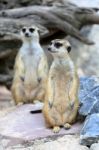 Meerkats Family Standing Alert Stock Photo