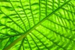 Green Caladium Leaf With Lighting Through At Leaf Stock Photo