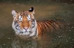 Tiger In The Water Stock Photo