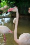 White Flamingo Pink Beak Stock Photo