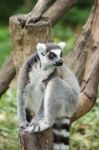 Ring Tailed Lemur Stock Photo