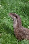 Otter At The British Wildlife Centre Stock Photo