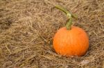 Pumpkin On The Straw In The Background Stock Photo