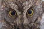 Close Up Eye Of Oriental Scops Owl Stock Photo