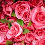 Pink Roses Stock Photo