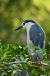 Black-crowned Night Heron Stock Photo