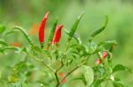 Fresh Chili Stock Photo