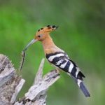 Eurasian Hoopoe Stock Photo