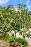 Orange Fruit On The Tree Stock Photo