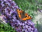 Small Tortoiseshell (aglais Urticae) Feeding On A Buddleia Stock Photo