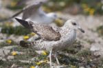 Young Seagulls Near The Cliffs Stock Photo