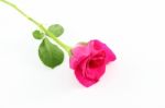 Single Pink Rose On White Floor Stock Photo