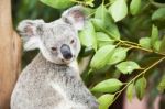 Koala By Itself In A Tree Stock Photo