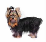 Yorkshire Terrier Stock Photo