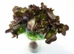 Fresh Red Lettuce On White  Background Stock Photo