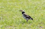 Black Collared Starling Birds Feeding On Green Grass Field Stock Photo