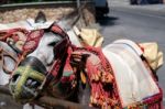 Mijas, Andalucia/spain - July 3 : Donkey Taxi In Mijas Andalucia Stock Photo