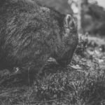 Wombat During The Day Stock Photo