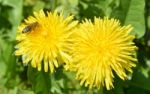 Bee Dandelion Stock Photo