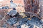 Swallow Tailed Gull And Iguana On  Galapagos Islands Stock Photo