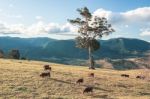 Country Cows Stock Photo