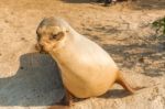 Sea Lion In Galapagos Islands Stock Photo