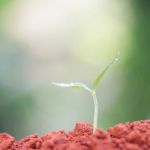 Growing Plants Stock Photo