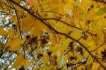 Autumnal Colours  Of A Maple Tree In East Grinstead Stock Photo