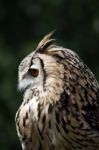 Horned Owl Stock Photo