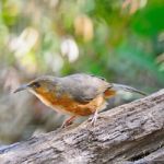 Rusty-cheeked Scimitar-babbler Stock Photo