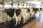 Cow Milking Facility Stock Photo