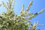 The Blooming Of Apple Trees Stock Photo