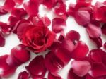 Rose Petals Stock Photo