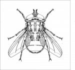 Line Drawing Of Fly -simple Line Stock Photo