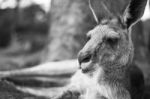 Kangaroo Outside During The Day Stock Photo