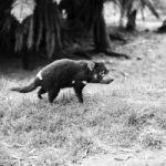 Tasmanian Devil Found During The Day In Tasmania Stock Photo