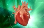 Human Heart Stock Photo