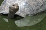 Galapagos Tortoise Stock Photo