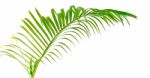 Green Leaf Of Palm Tree Stock Photo