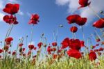 Poppies Season Stock Photo