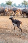 Black Buck Walking Stock Photo