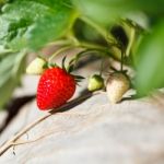 Fresh Strawberry Stock Photo