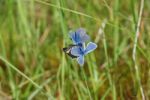 Blue Butterflies Stock Photo