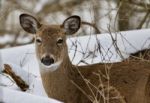 Beautiful Portrait Of A Cute Wild Deer In The Snowy Forest Stock Photo